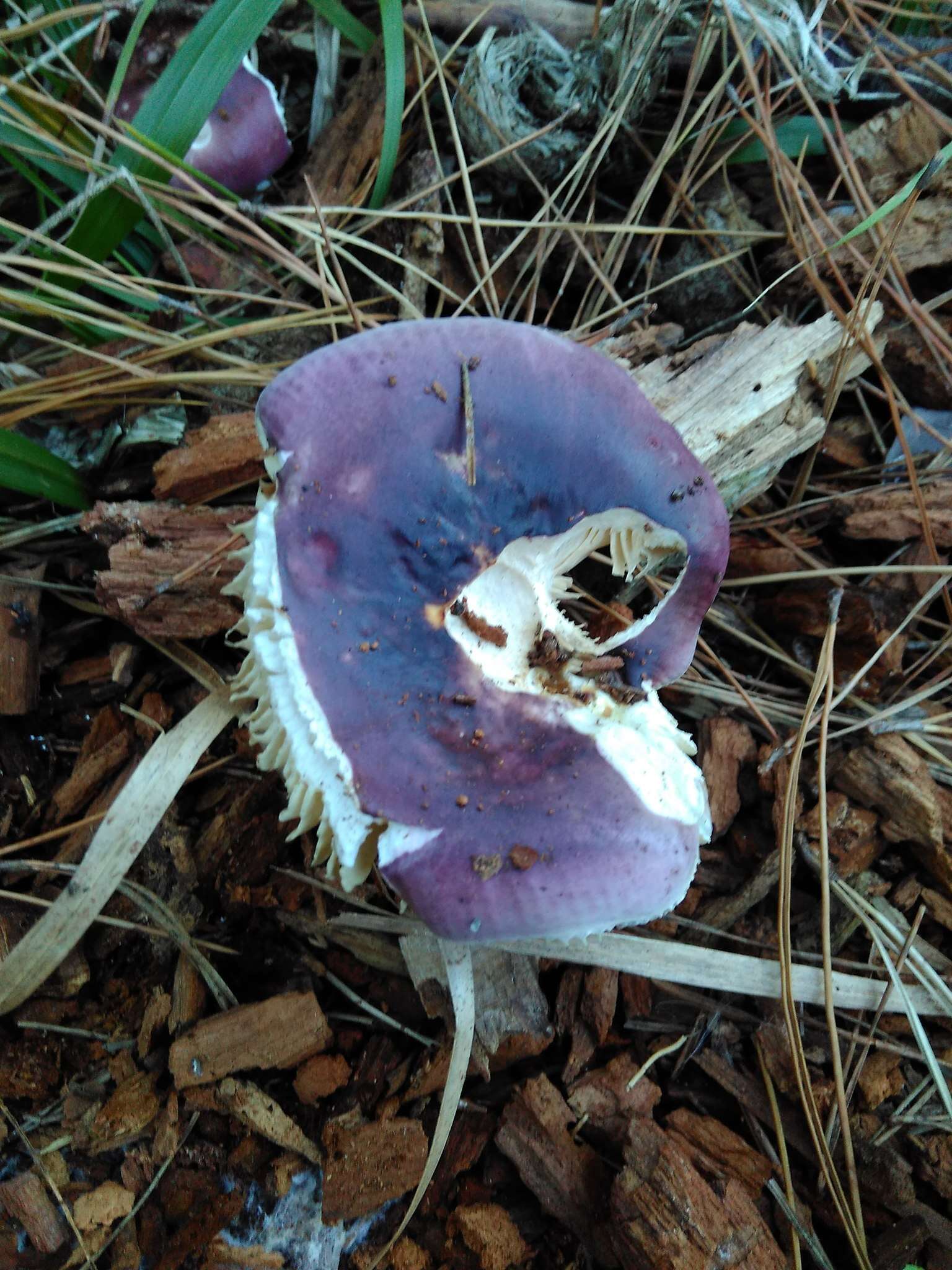 Image of Russula capensis A. Pearson 1950