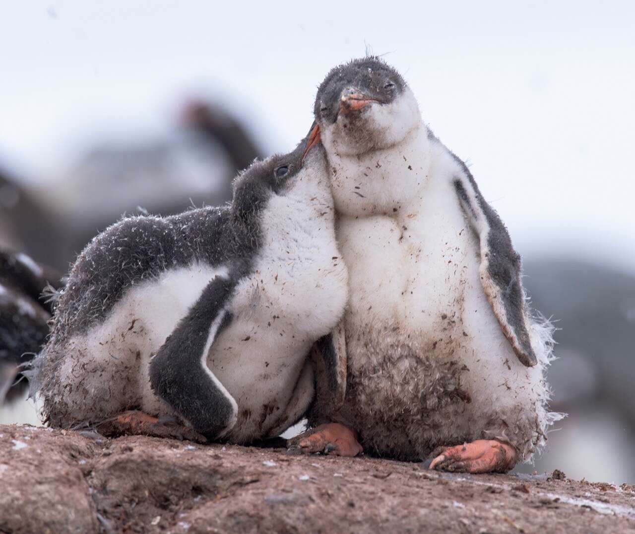 Image of Gentoo Penguin