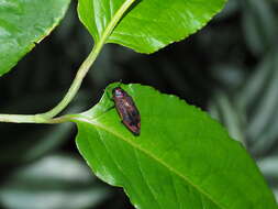 Imagem de Lamprodila cupreosplendens kerremansi (Obenberger 1924)