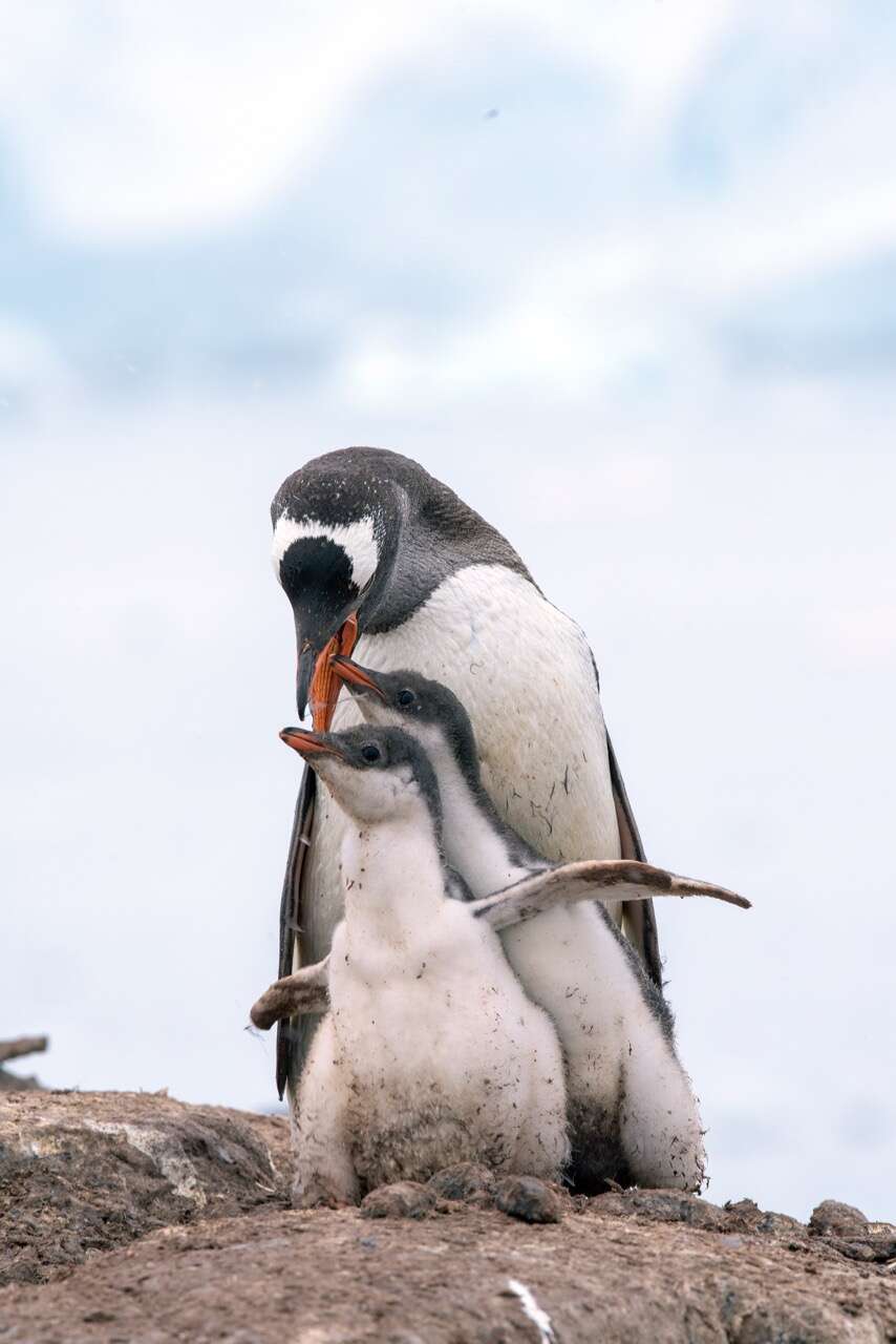 Image of Gentoo Penguin