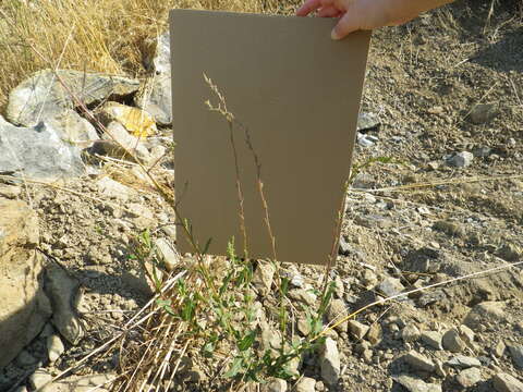 Image of prickly lettuce