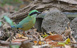 Image of Bar-bellied Pitta