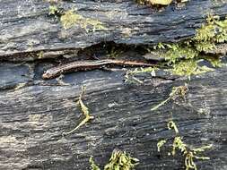 Image of Seepage Salamander