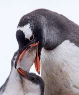 Image of Gentoo Penguin