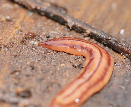 Image of Anzoplana trilineata Winsor 2006