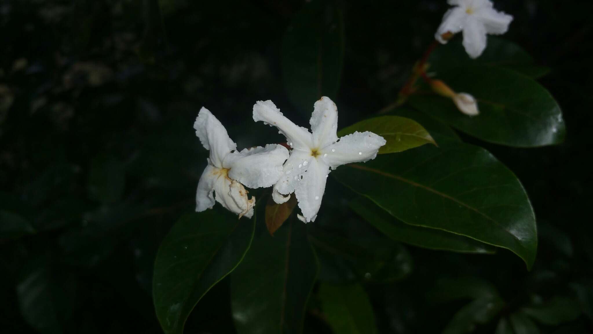 Image of Mascarenhasia lisianthiflora A. DC.