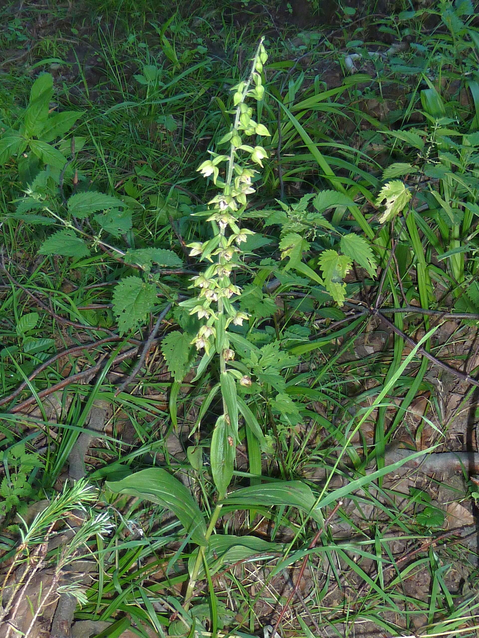 Imagem de Epipactis helleborine (L.) Crantz