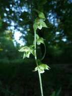 Imagem de Epipactis helleborine (L.) Crantz