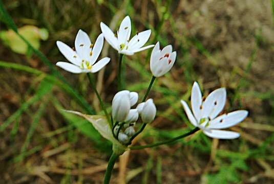 Image of Allium subhirsutum L.