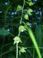 Image of Broad-leaved Helleborine