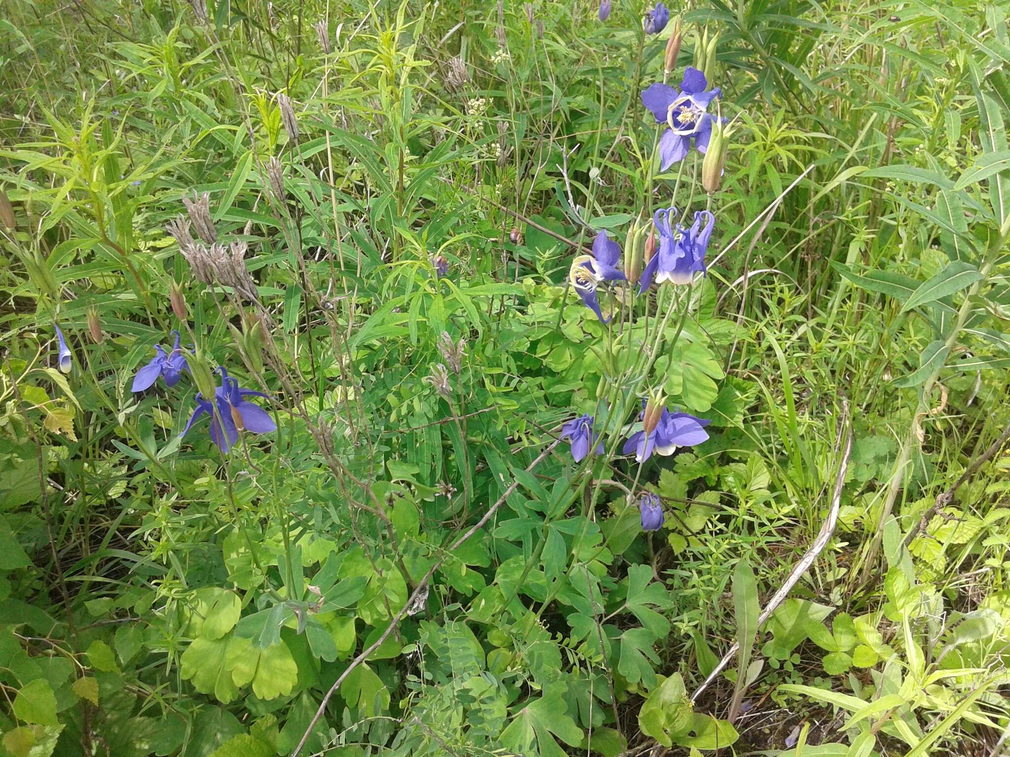 Aquilegia sibirica Lam. resmi