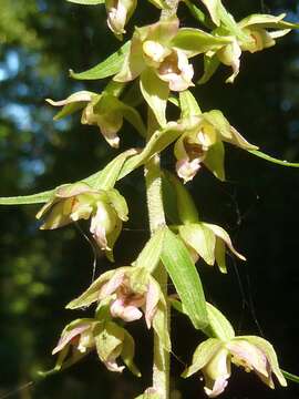 Image of Broad-leaved Helleborine