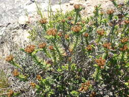 Image of Oedera steyniae (L. Bolus) A. A. Anderberg & K. Bremer