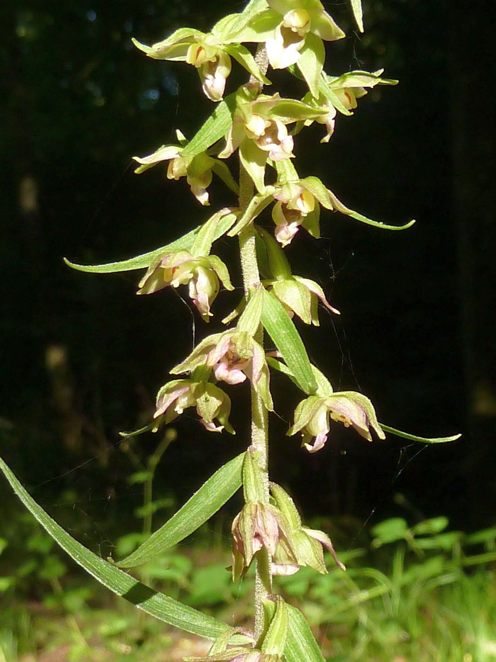 Image of Broad-leaved Helleborine