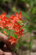 Image de Ipomopsis rubra (L.) Wherry