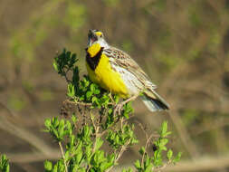 Слика од Sturnella magna (Linnaeus 1758)