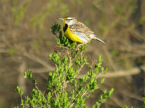 Image of Eastern Meadowlark