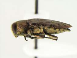 Image of Chrysobothris speculifer Horn 1886