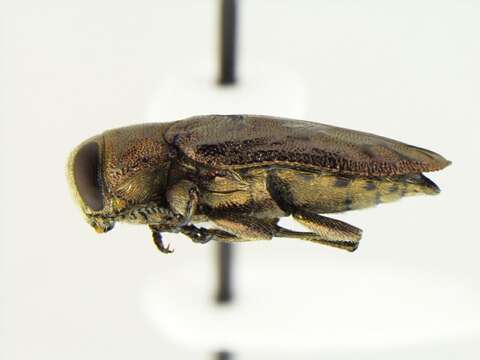 Image of Chrysobothris speculifer Horn 1886