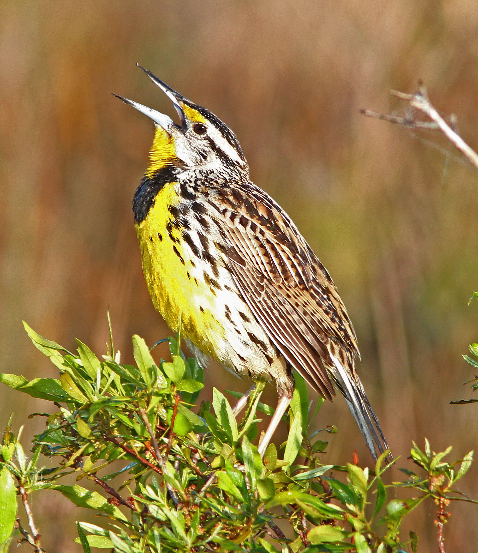 Слика од Sturnella magna (Linnaeus 1758)