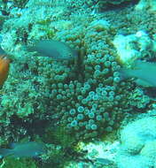 Image of Blue-green damselfish