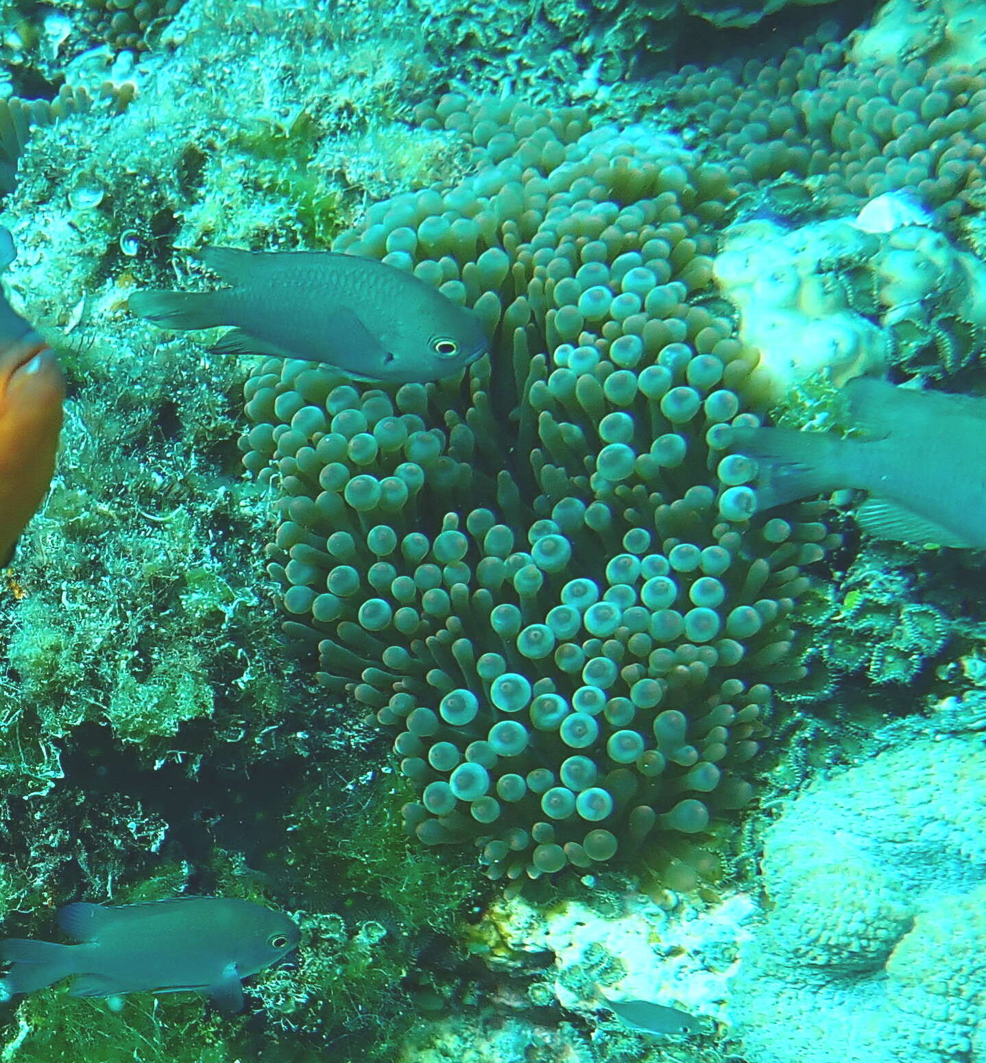 Image of Blue-green damselfish