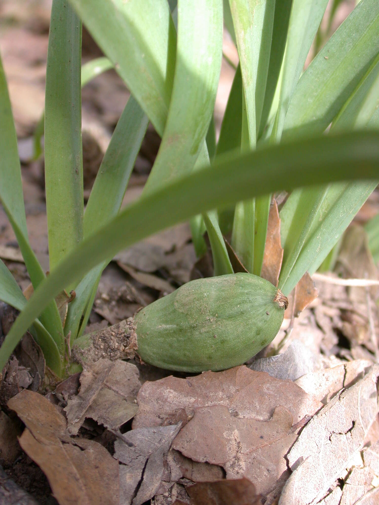 Image de Sternbergia clusiana (Ker Gawl.) Ker Gawl. ex Spreng.