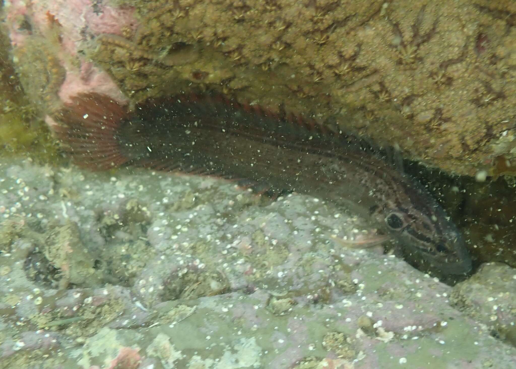 Image of New Zealand rockfish