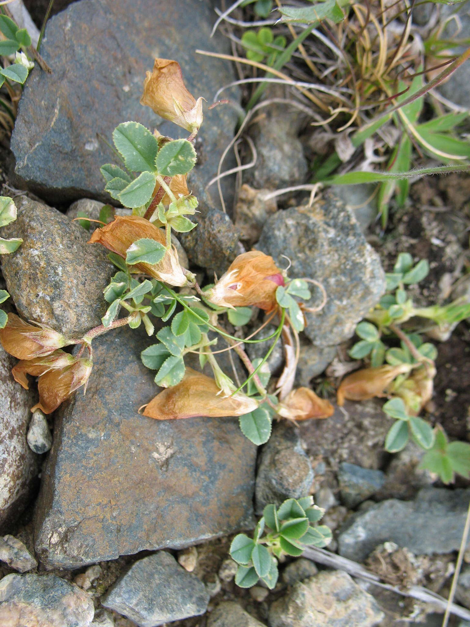 Image of Trifolium eximium DC.