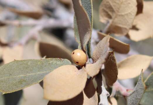 Imagem de Andricus coconinoensis