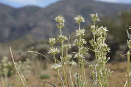 Image of pine green gentian