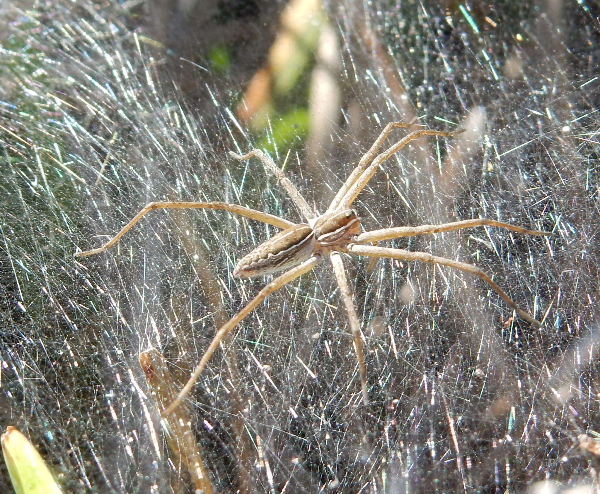 Слика од Euprosthenopsis pulchella (Pocock 1902)