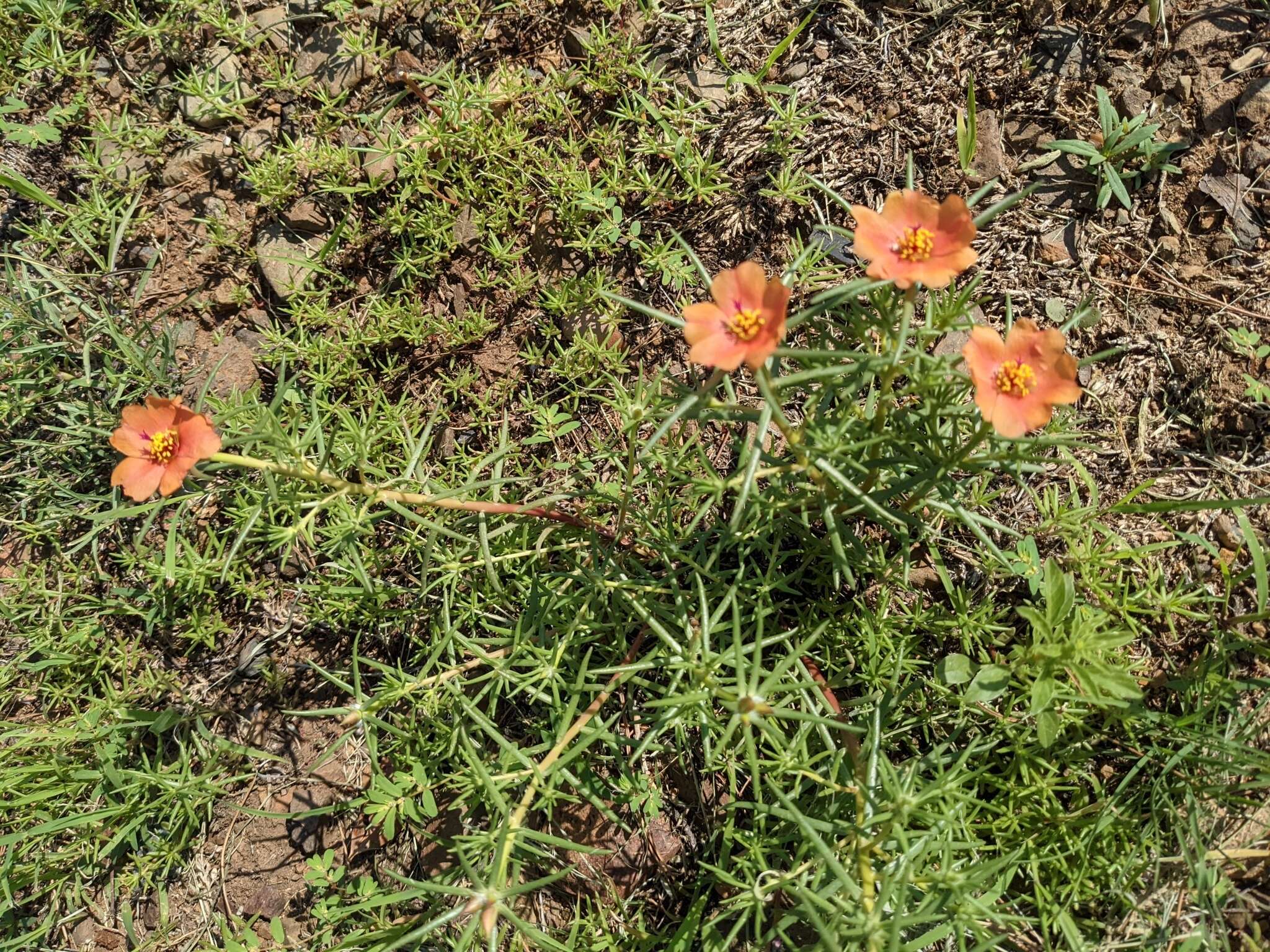 Image of shrubby purslane