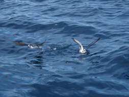 Image of Cook's Petrel