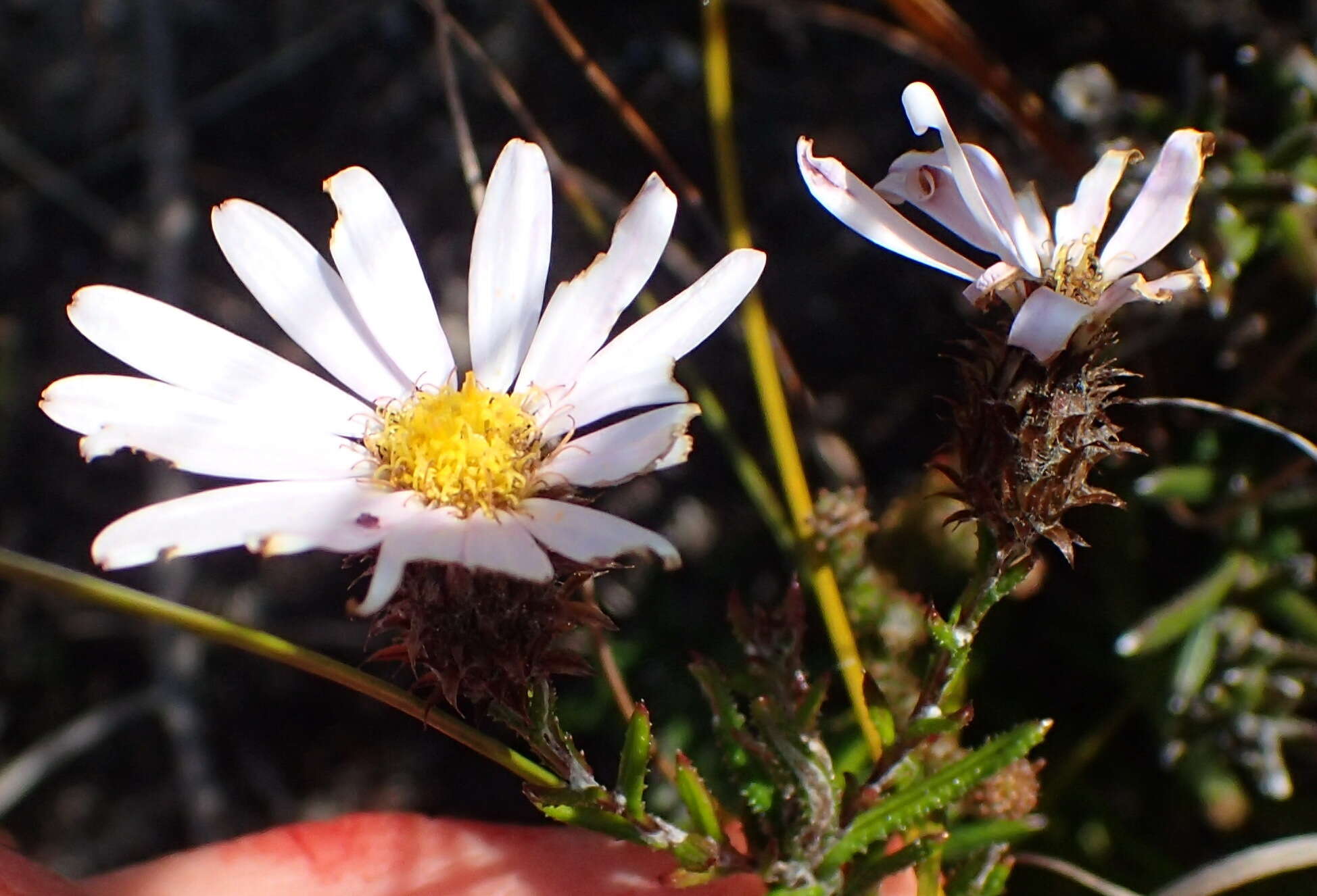 Image of Athrixia heterophylla subsp. heterophylla