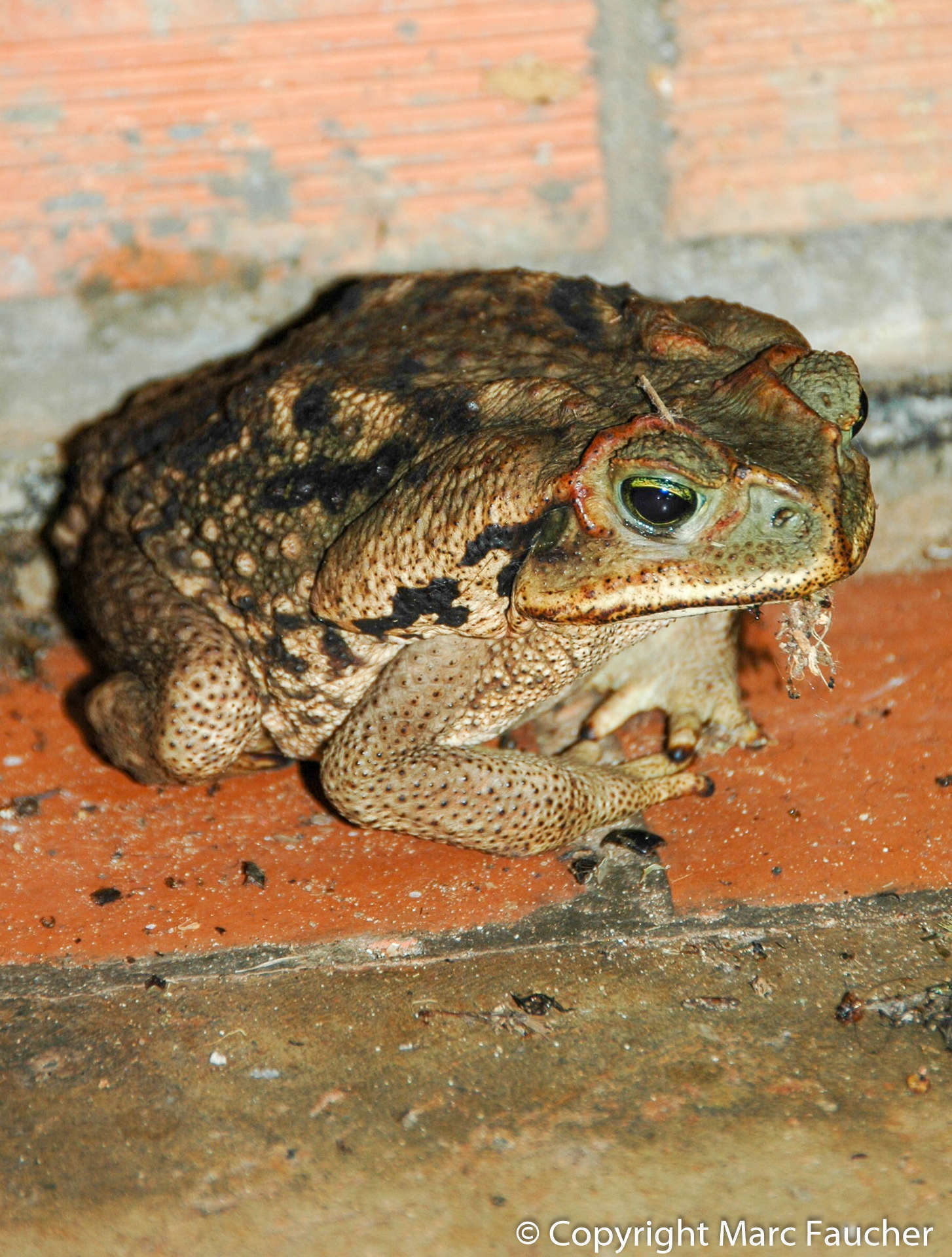 Image of Cururu Toad