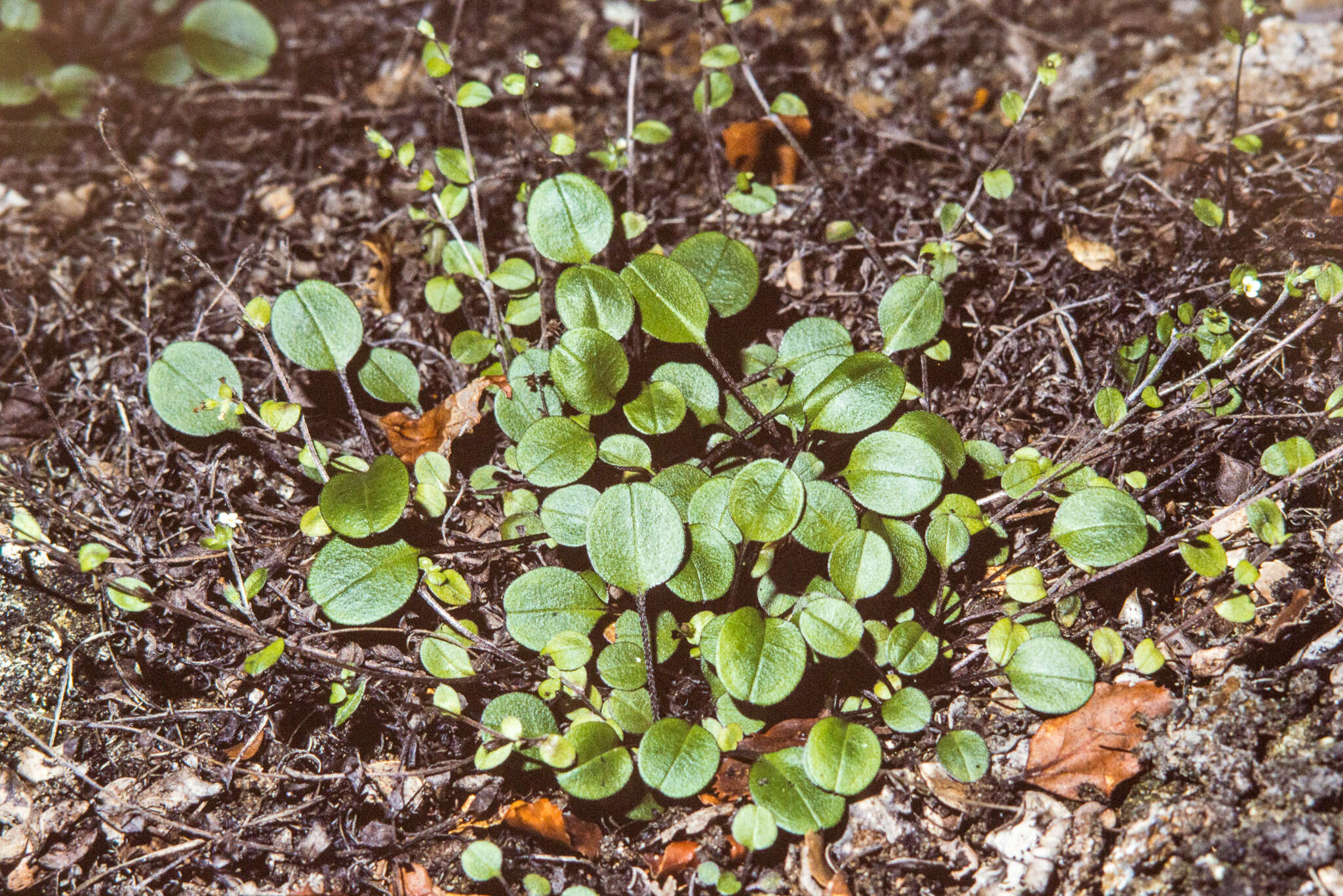 Imagem de Myosotis chaffeyorum Lehnebach