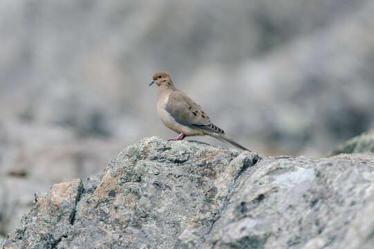 Image of American Mourning Dove