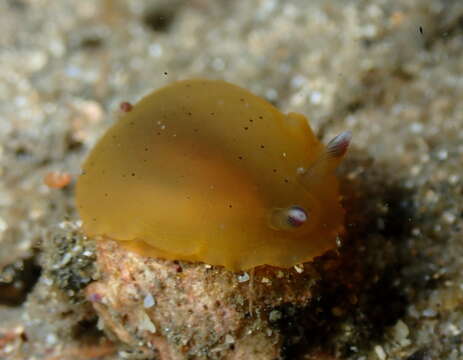 Image of Dendrodoris fumata (Rüppell & Leuckart 1830)