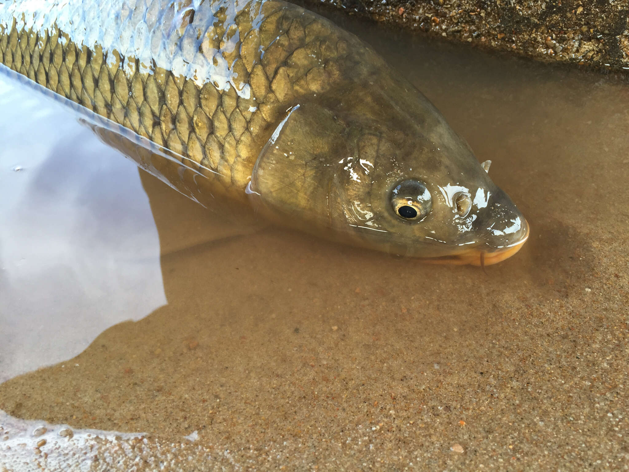 Image of Cyprinus carpio Linnaeus 1758