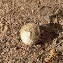 Image of Chlorophyllum arizonicum (Shear & Griffiths) G. Moreno & Altés 2015