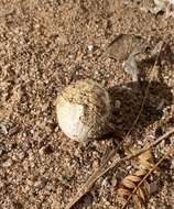 Image of Chlorophyllum arizonicum (Shear & Griffiths) G. Moreno & Altés 2015