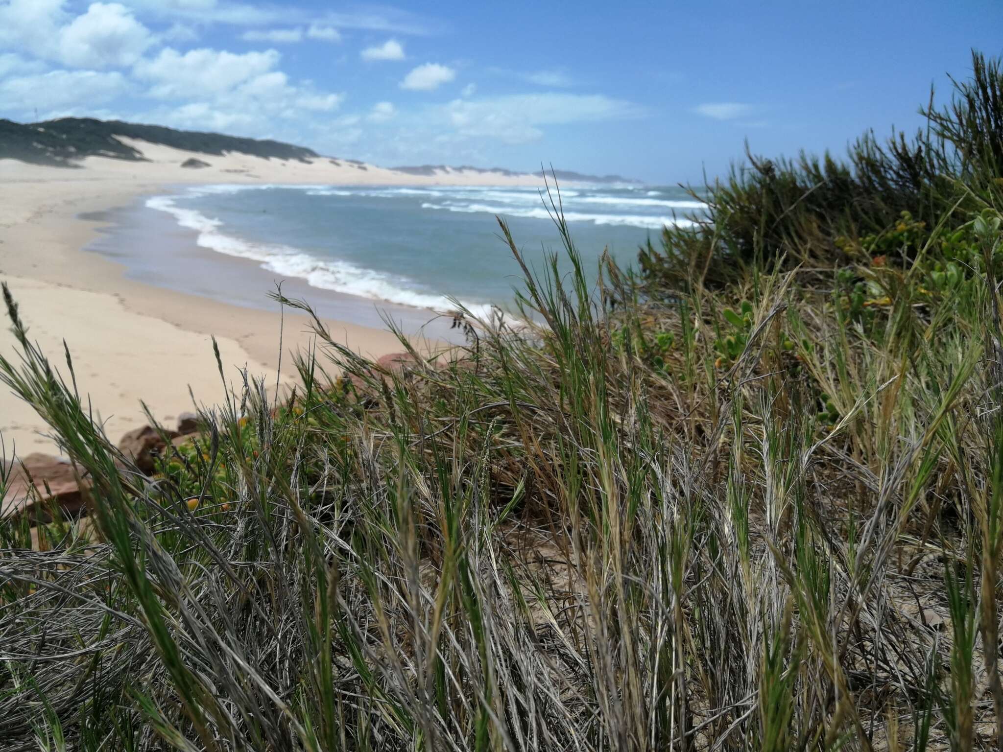 Image of seashore dropseed