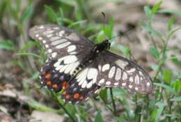 Image of Dainty Swallowtail