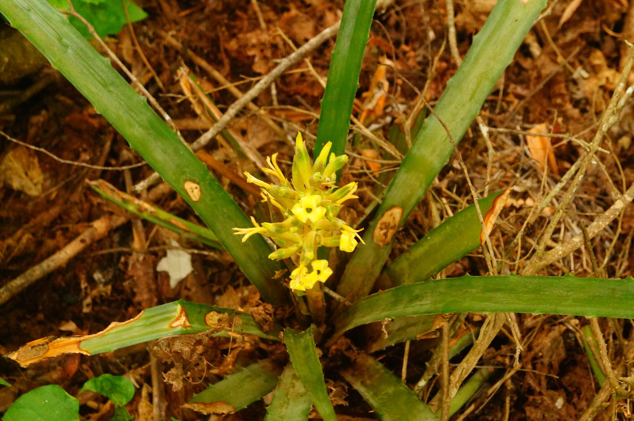 Слика од Bromelia palmeri Mez