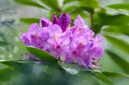 Image of pink azalea