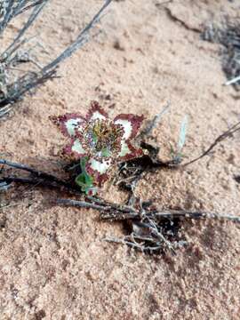 Image of Ferraria ornata Goldblatt & J. C. Manning