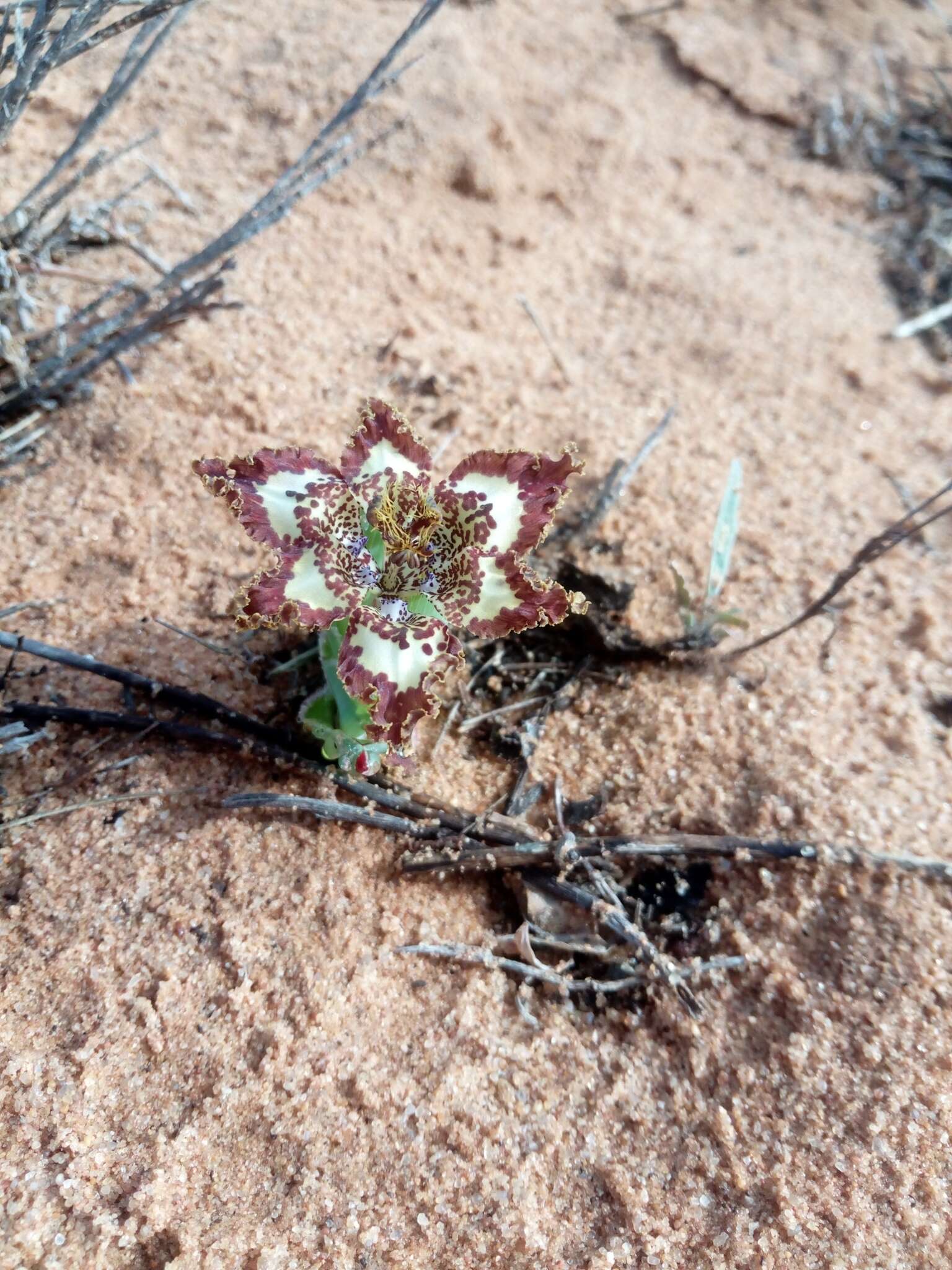 Слика од Ferraria ornata Goldblatt & J. C. Manning