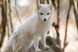 Image of Arctic Fox