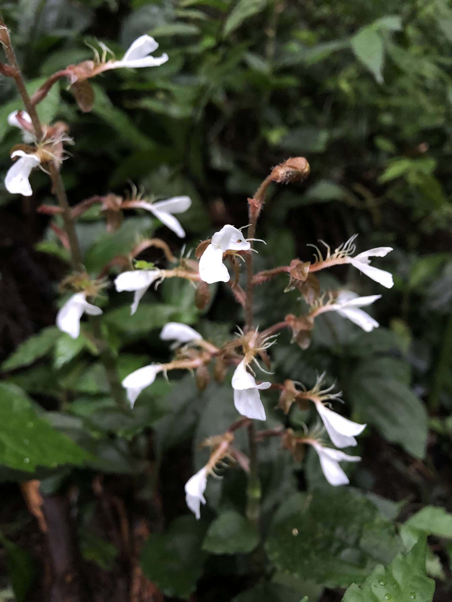 Image of Odontochilus tashiroi (Maxim.) Makino